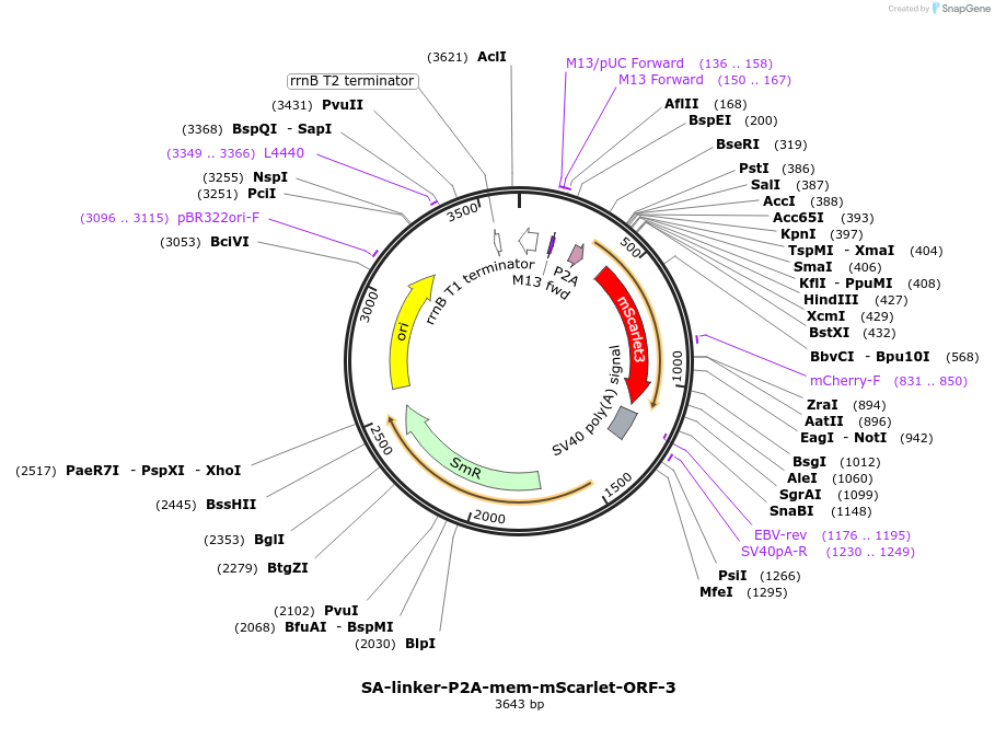 241188-plasmid-map-sequence-id-482168