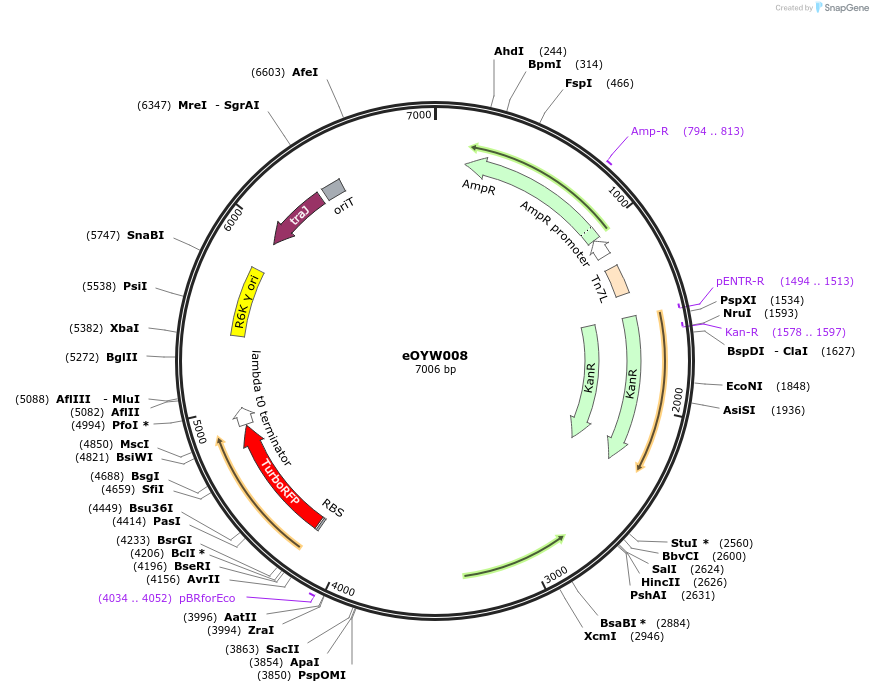 238389-plasmid-map-sequence-id-482170