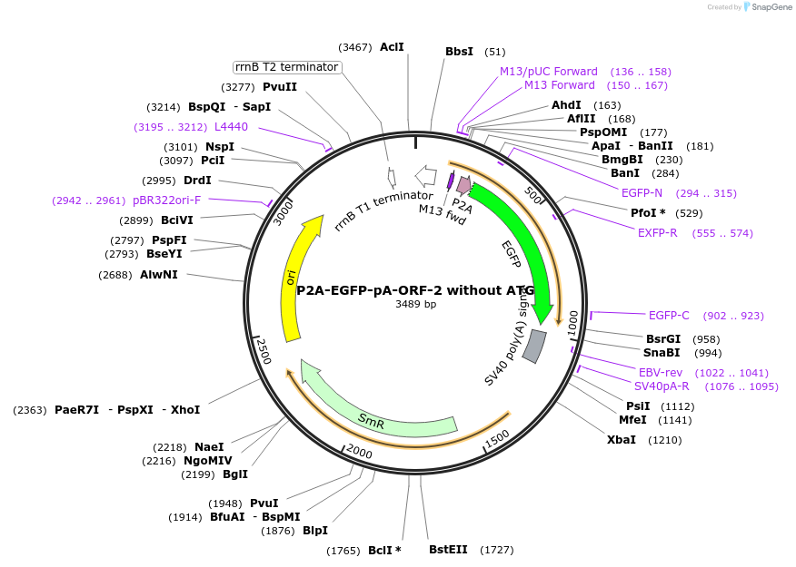 241154-plasmid-map-sequence-id-482173