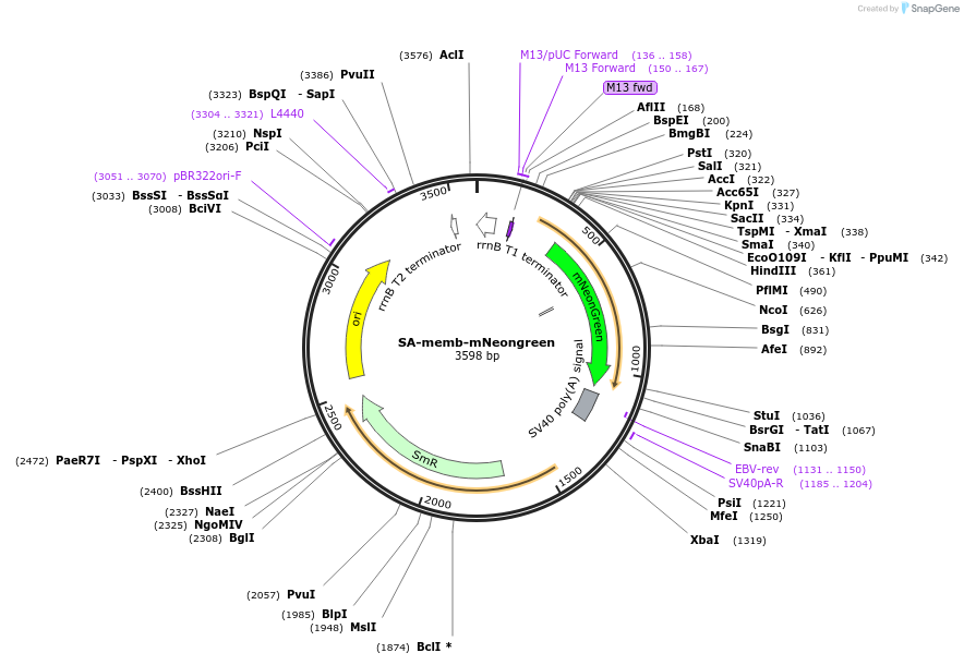 241207-plasmid-map-sequence-id-482175
