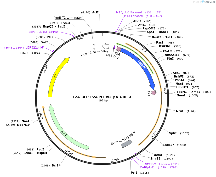 241201-plasmid-map-sequence-id-482204
