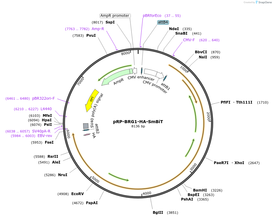 241815-plasmid-map-sequence-id-482207