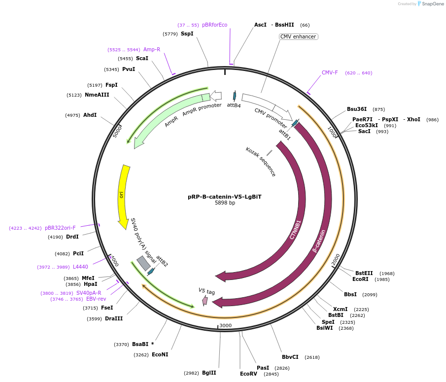 241816-plasmid-map-sequence-id-482208