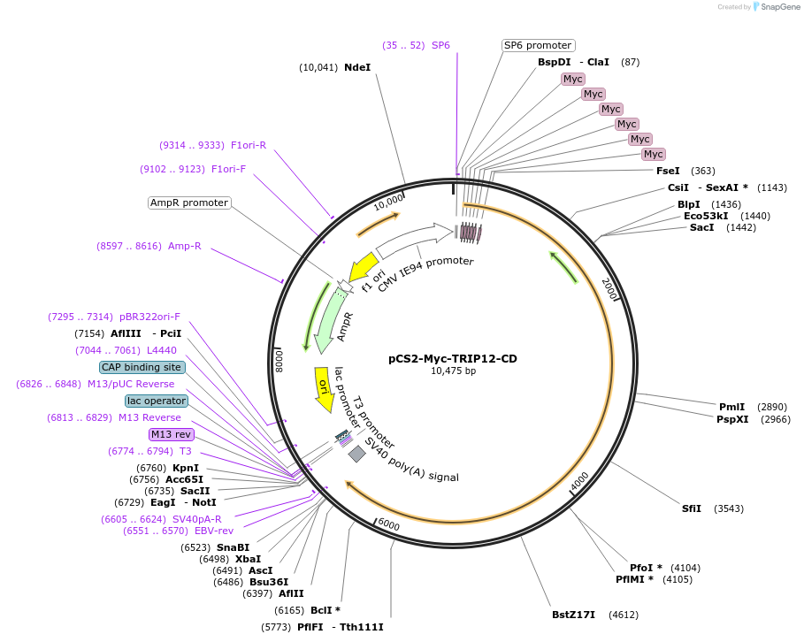 241814-plasmid-map-sequence-id-482212