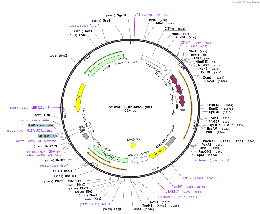 241817-plasmid-map-sequence-id-482213