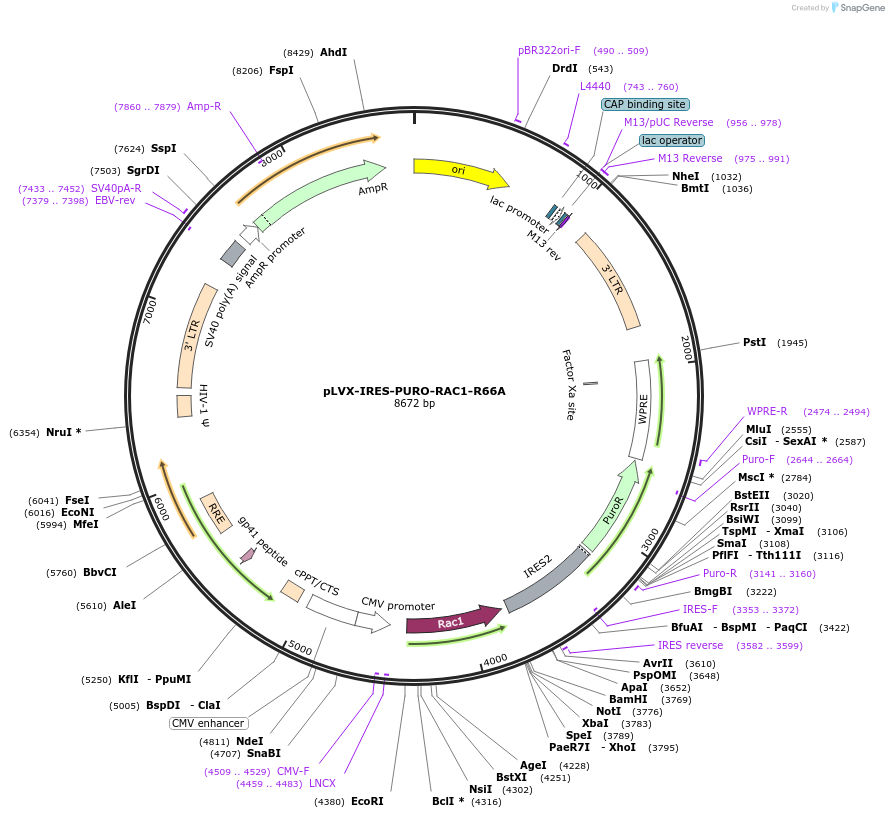 241369-plasmid-map-sequence-id-482292