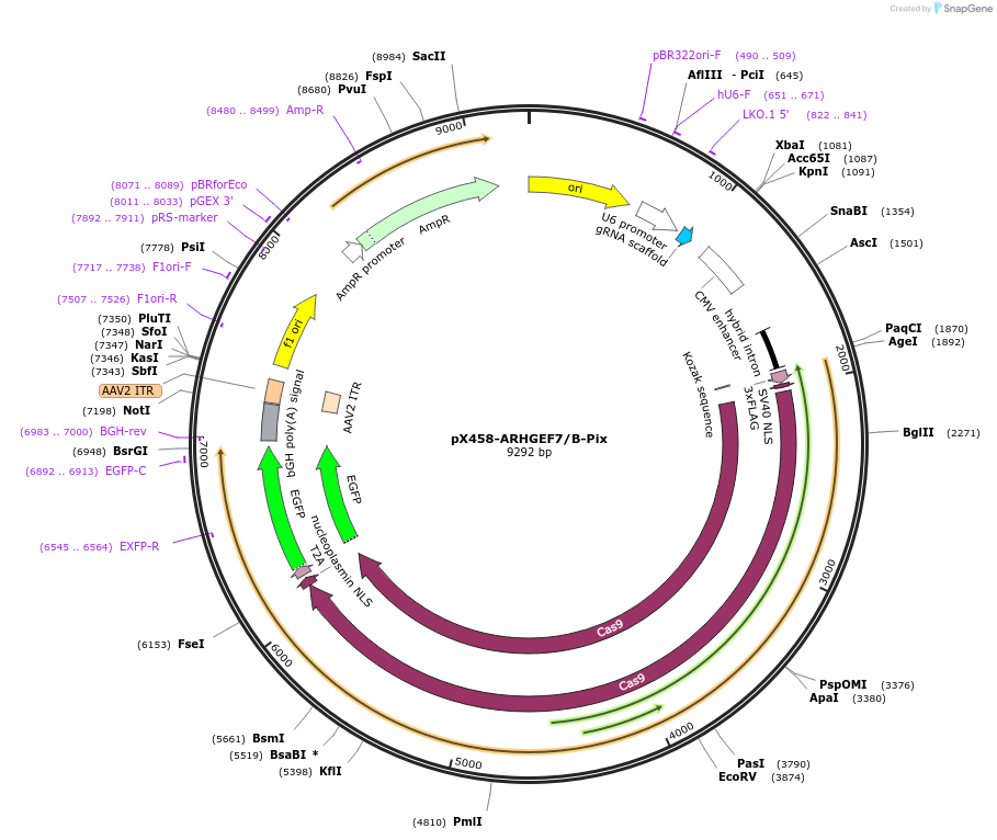 241368-plasmid-map-sequence-id-482293