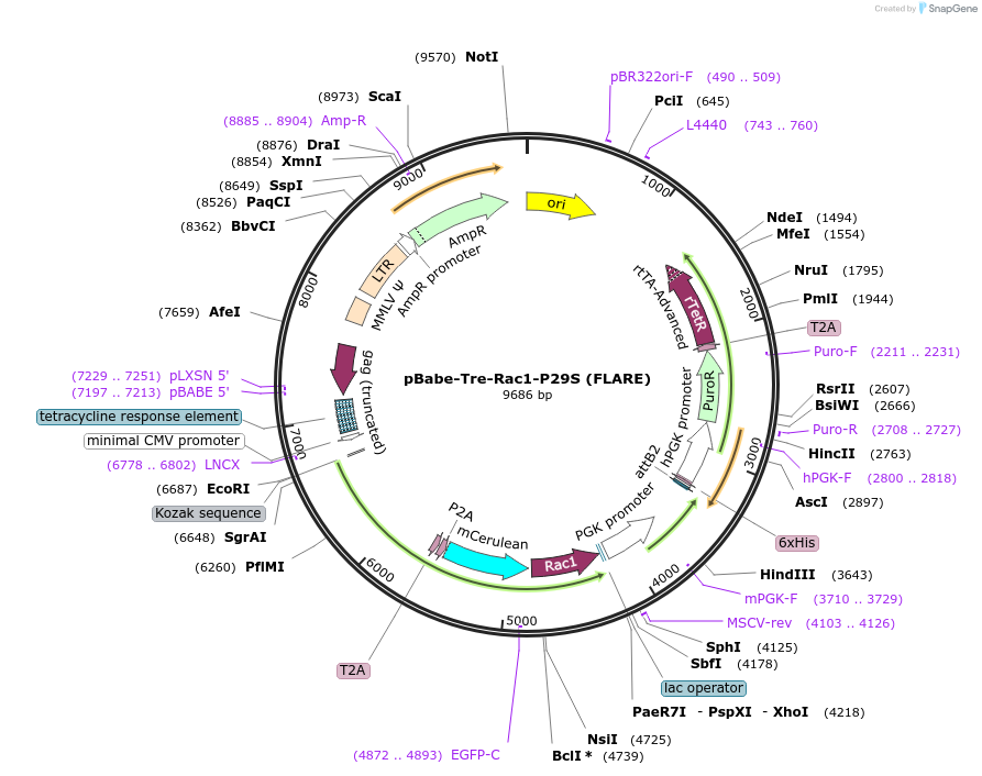 241371-plasmid-map-sequence-id-482294