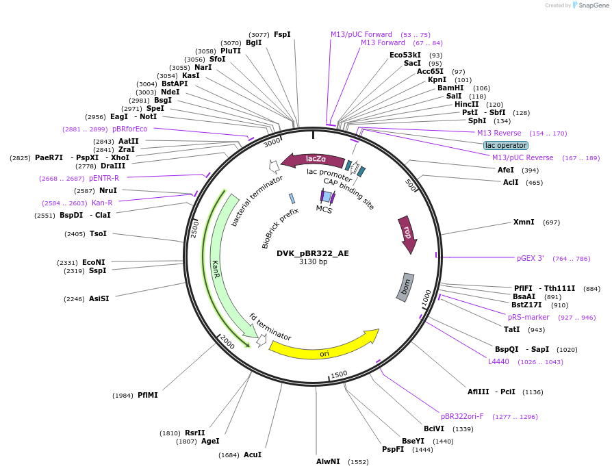 217592-plasmid-map-sequence-id-482298