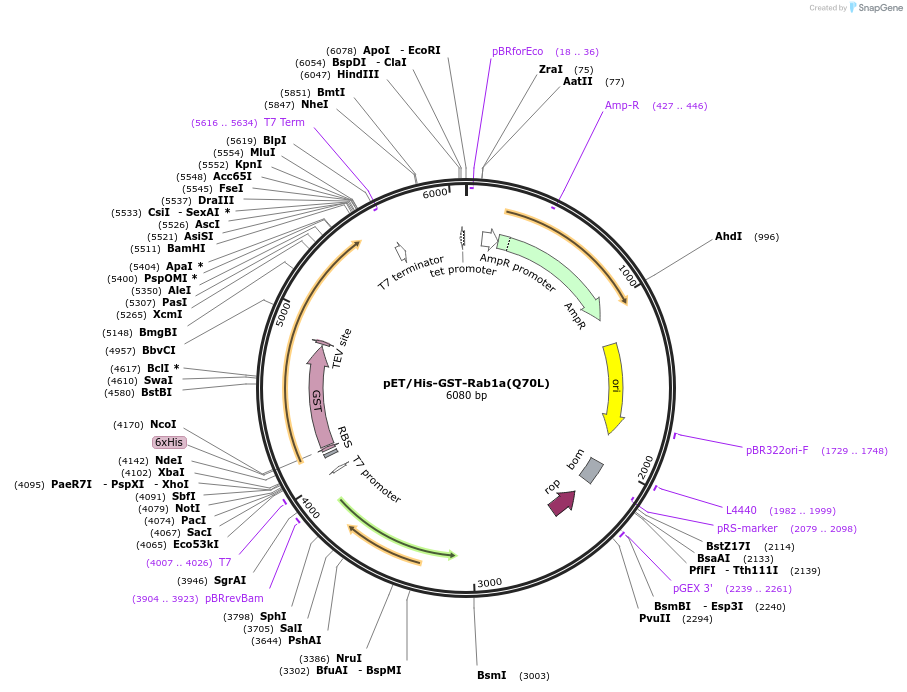 232911-plasmid-map-sequence-id-482325