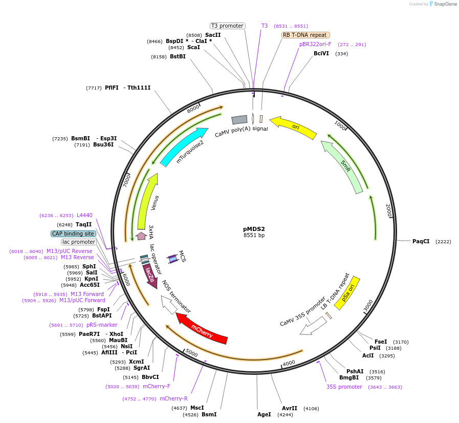 239459-plasmid-map-sequence-id-482329