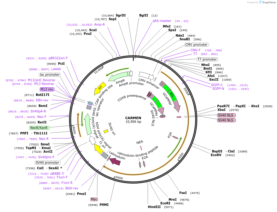 240464-plasmid-map-sequence-id-482332
