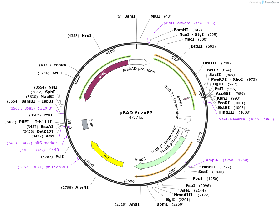 240149-plasmid-map-sequence-id-482334