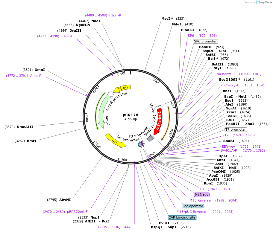 240641-plasmid-map-sequence-id-482342