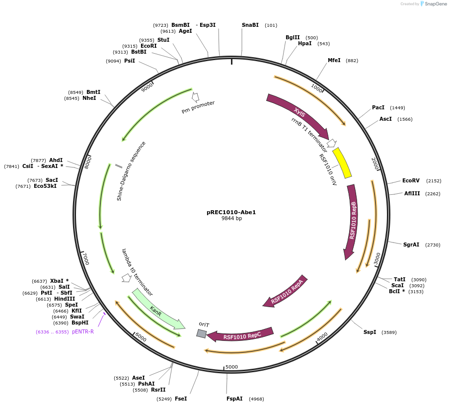 240683-plasmid-map-sequence-id-482346