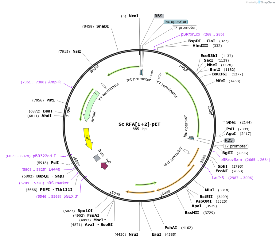 240742-plasmid-map-sequence-id-482356