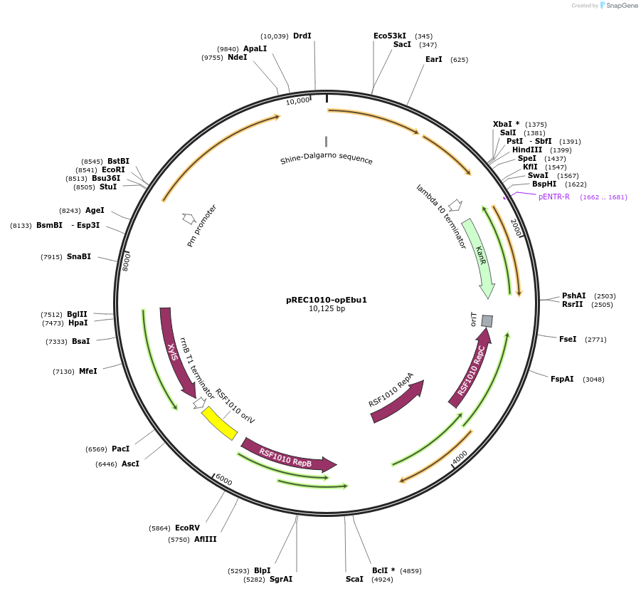 240702-plasmid-map-sequence-id-482374