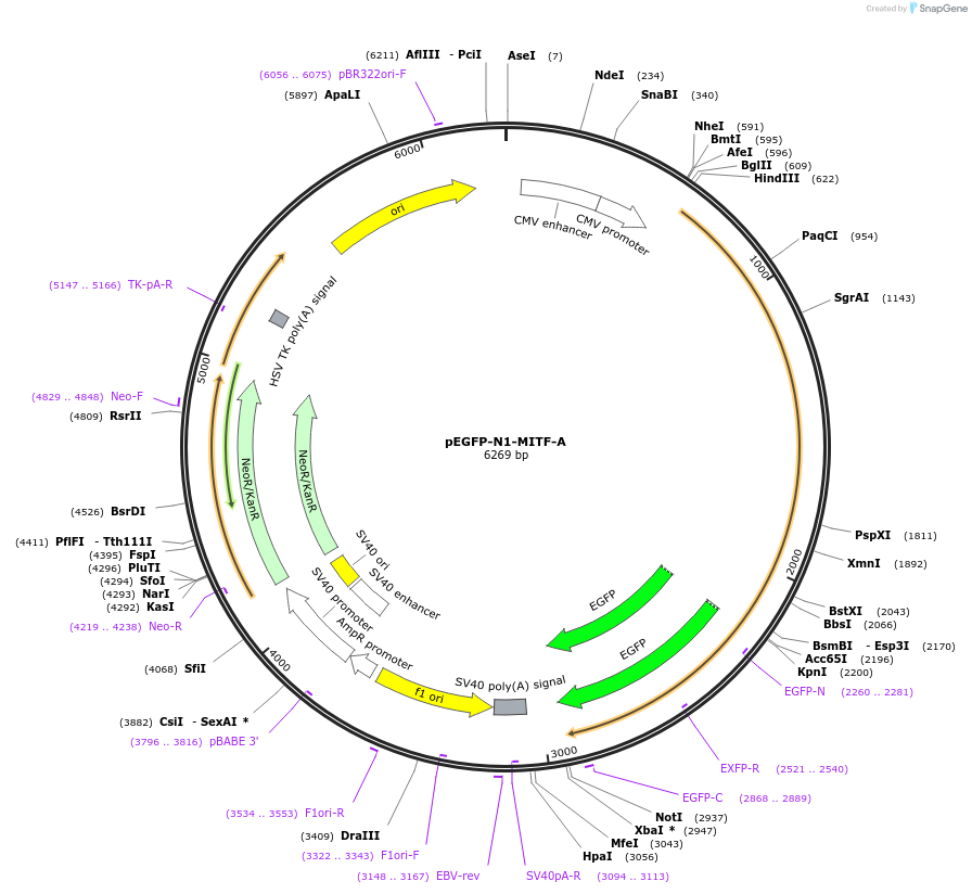 38132-plasmid-map-sequence-id-48238