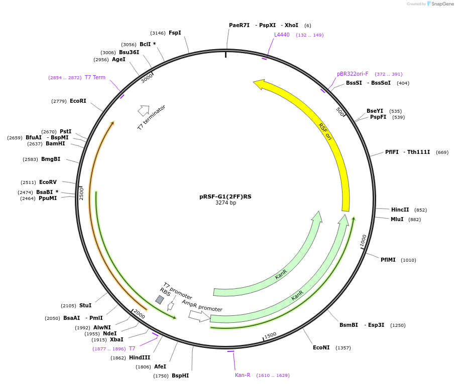 232253-plasmid-map-sequence-id-482394