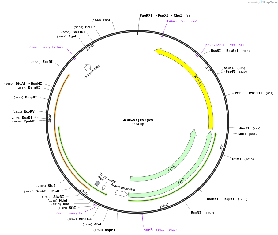 232255-plasmid-map-sequence-id-482397