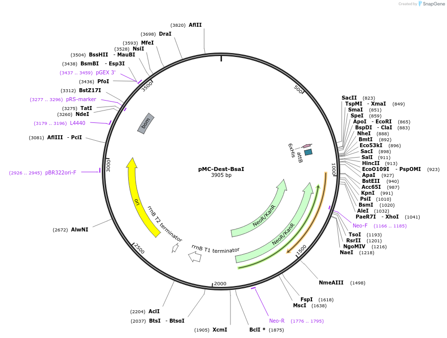 200550-plasmid-map-sequence-id-482399