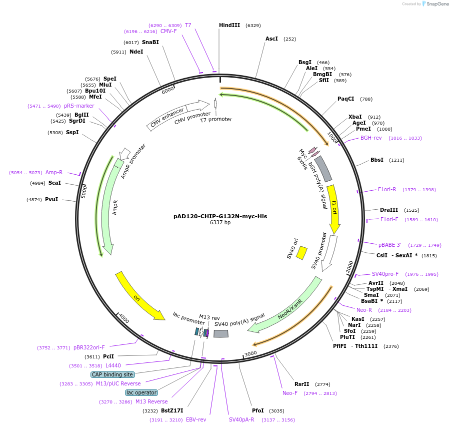 236053-plasmid-map-sequence-id-482403