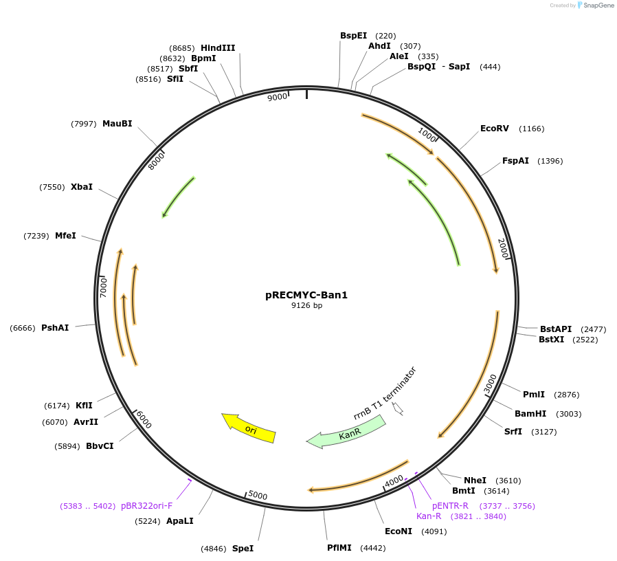 240707-plasmid-map-sequence-id-482428
