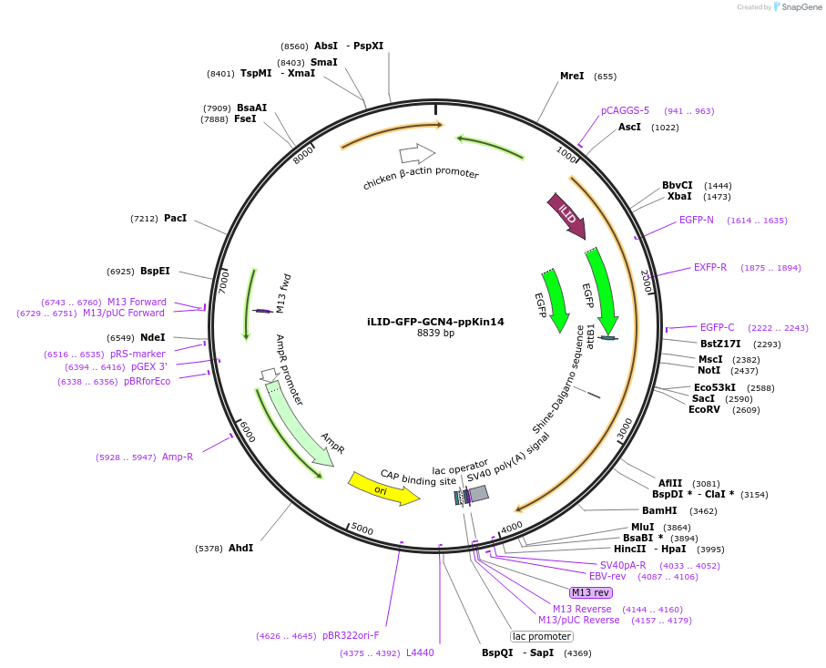 240420-plasmid-map-sequence-id-482431