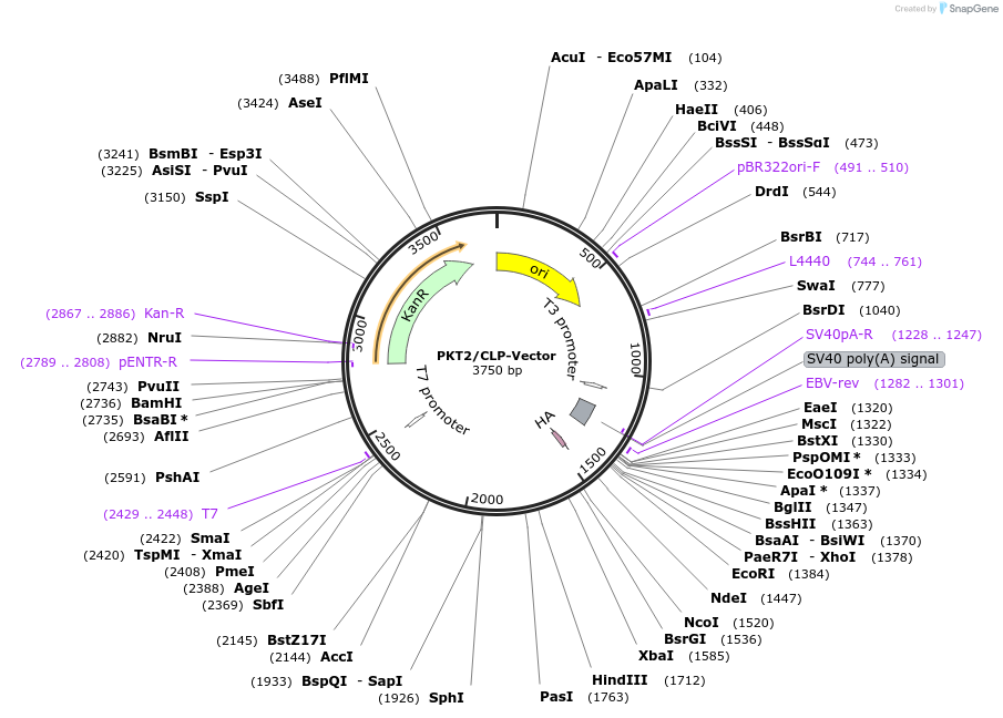 239611-plasmid-map-sequence-id-482449