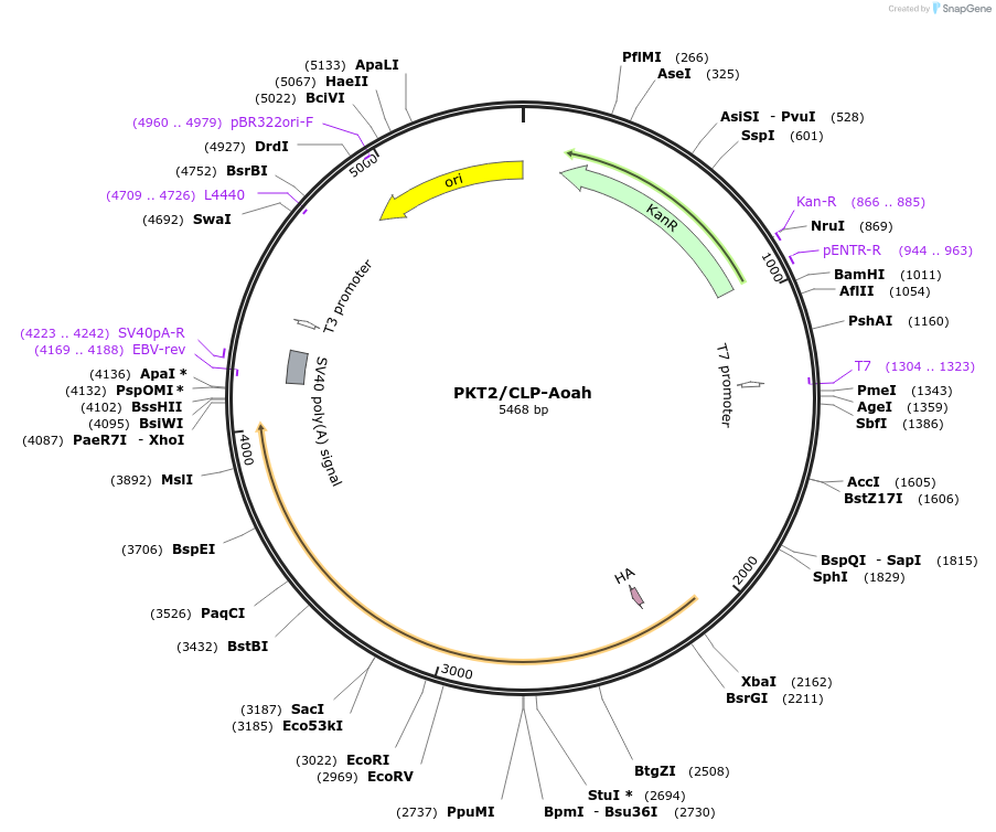 239612-plasmid-map-sequence-id-482450