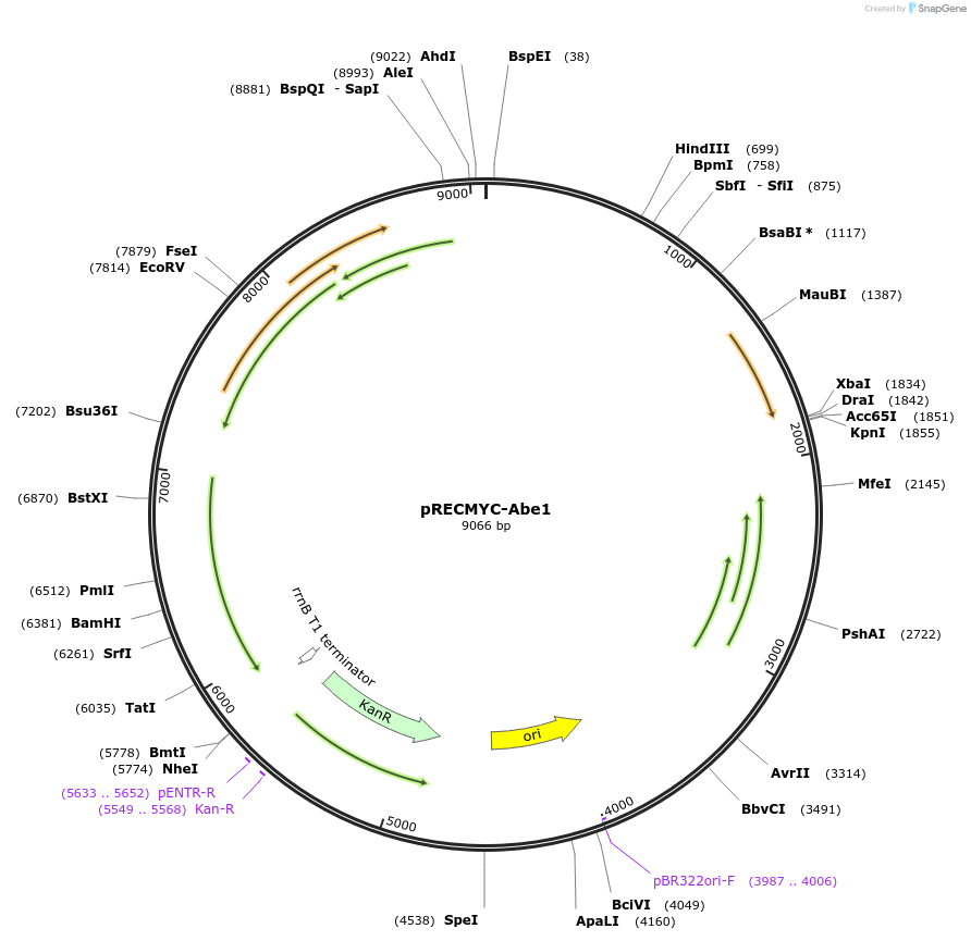 240708-plasmid-map-sequence-id-482469