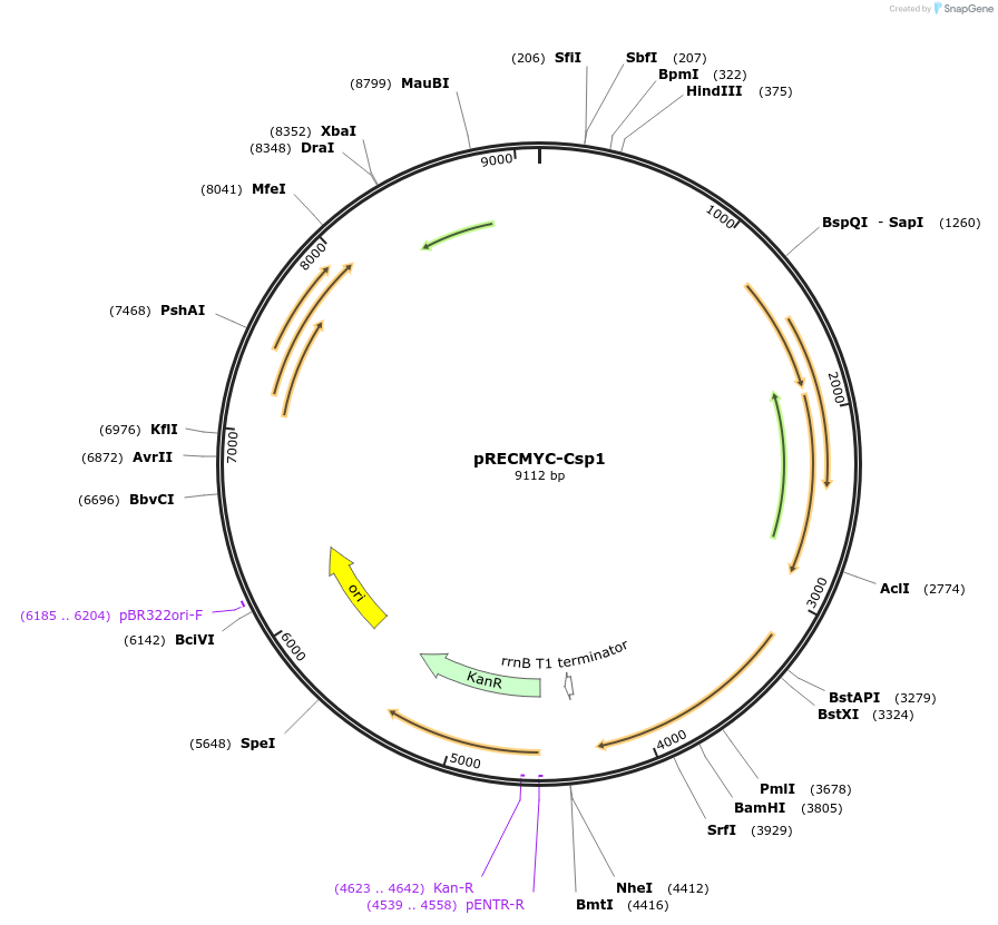 240711-plasmid-map-sequence-id-482471