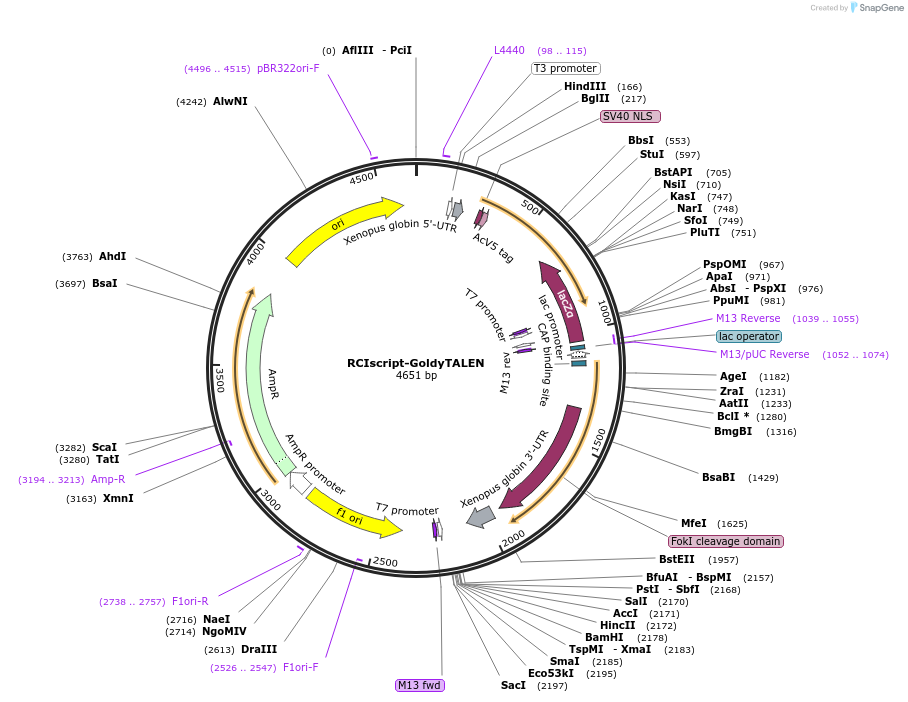 38142-plasmid-map-sequence-id-48249