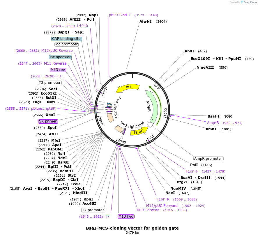 241214-plasmid-map-sequence-id-482516