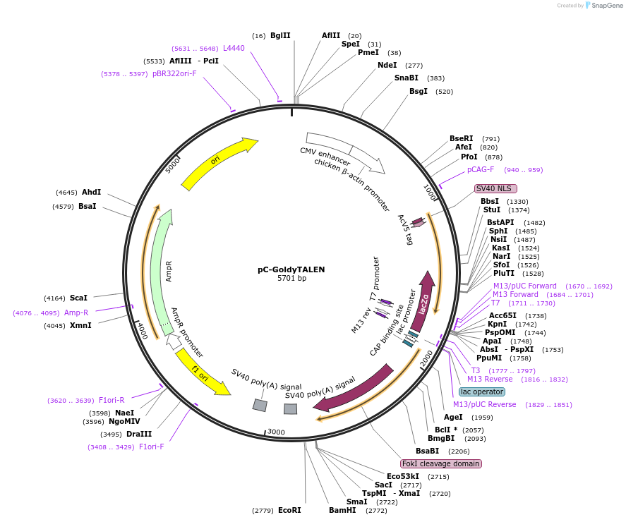 38143-plasmid-map-sequence-id-48254