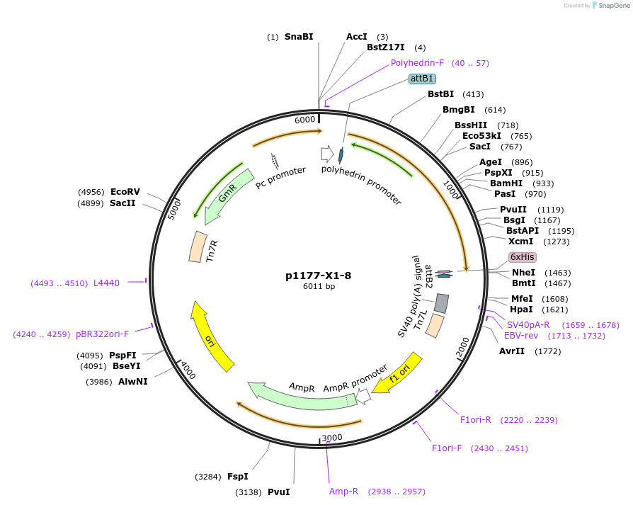 38150-plasmid-map-sequence-id-48262