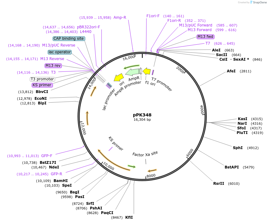38145-plasmid-map-sequence-id-48263