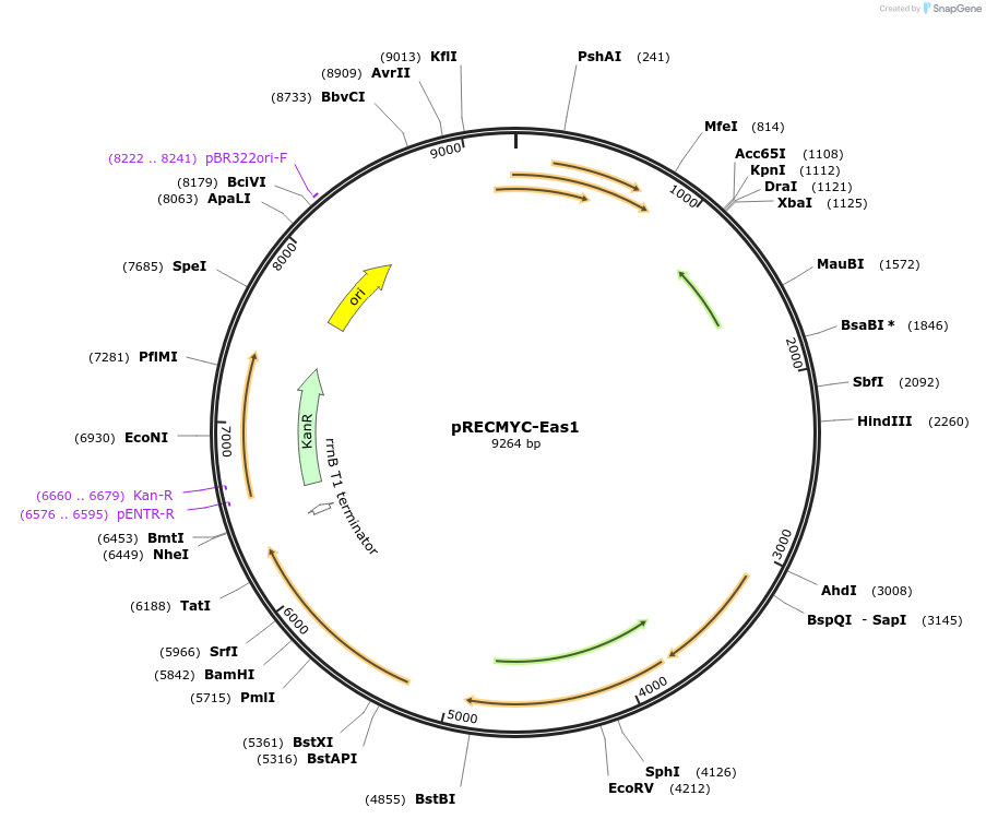 240710-plasmid-map-sequence-id-482711