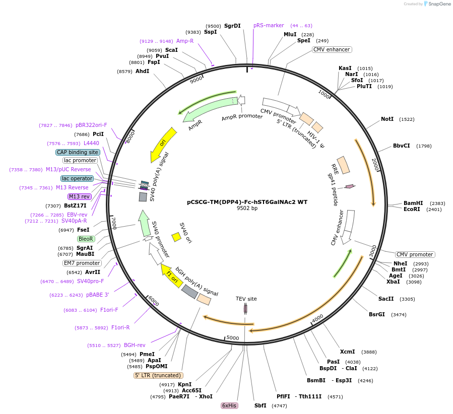 239827-plasmid-map-sequence-id-482721