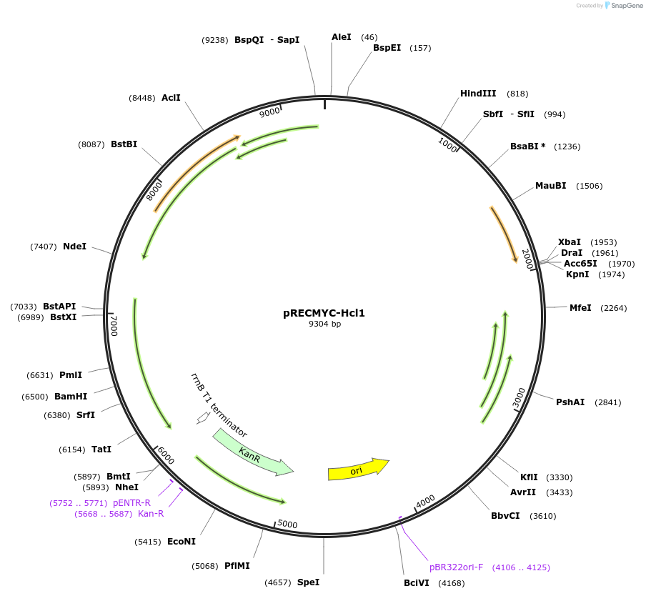 240714-plasmid-map-sequence-id-482749