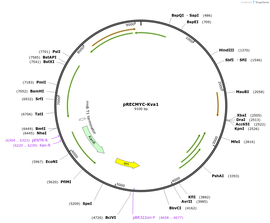 240709-plasmid-map-sequence-id-482751