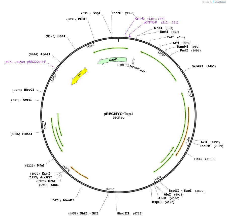240712-plasmid-map-sequence-id-482753
