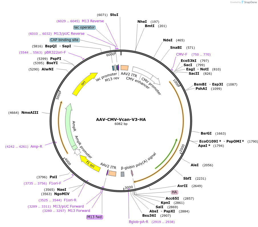 238076-plasmid-map-sequence-id-482761