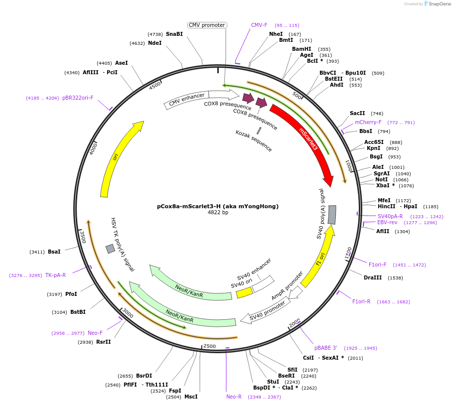 239410-plasmid-map-sequence-id-482768