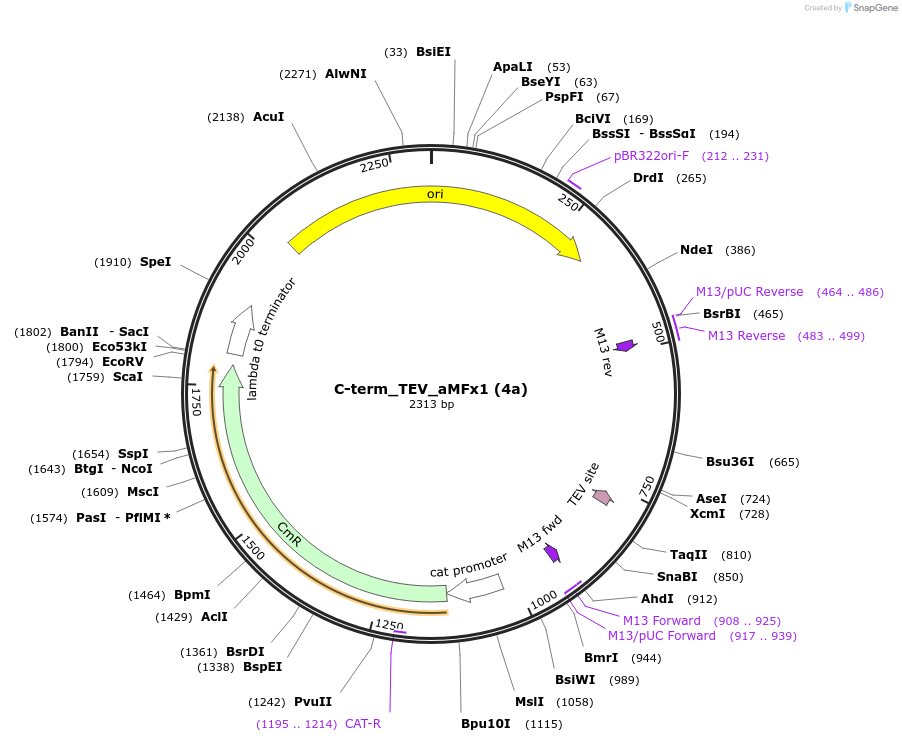 238903-plasmid-map-sequence-id-482773
