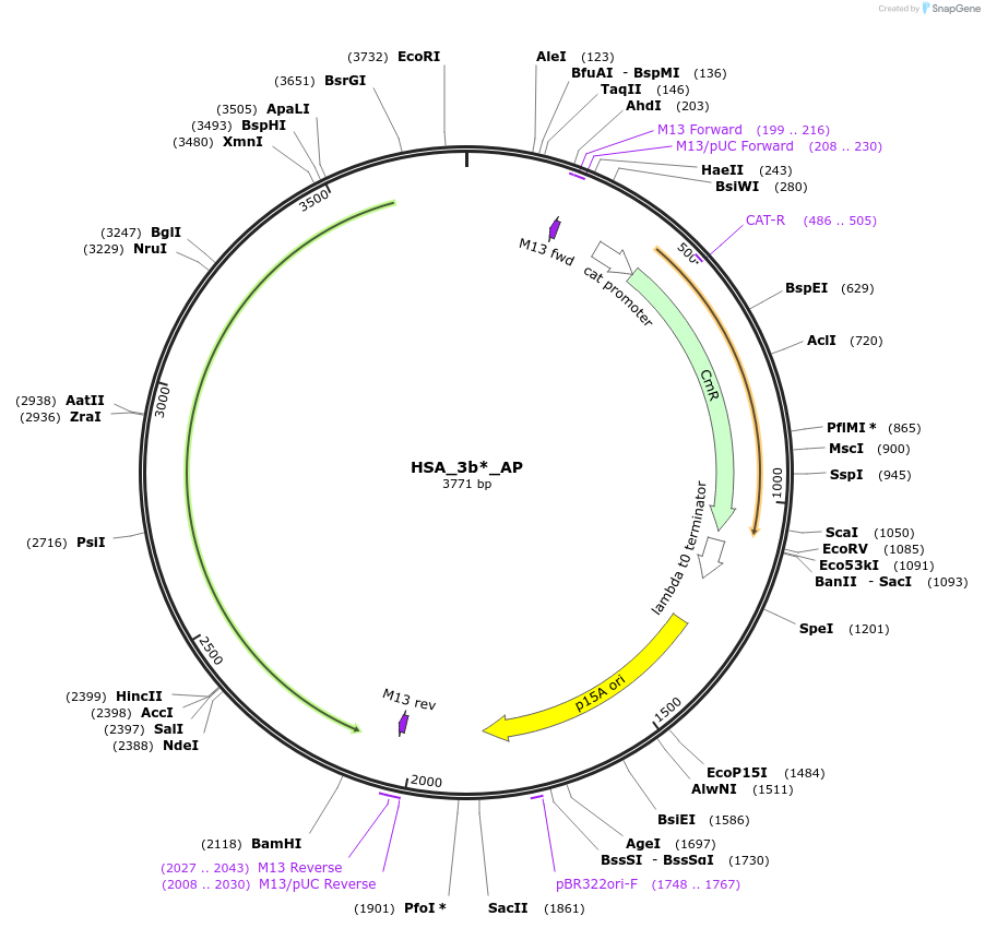 238899-plasmid-map-sequence-id-482774