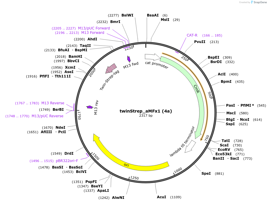 238906-plasmid-map-sequence-id-482776