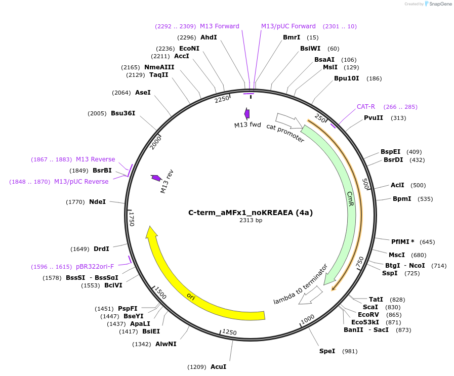 238901-plasmid-map-sequence-id-482777