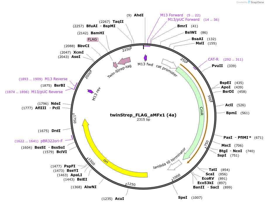 238904-plasmid-map-sequence-id-482778