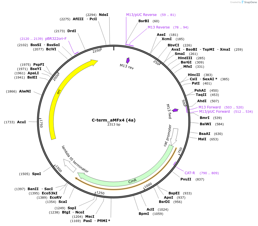 238902-plasmid-map-sequence-id-482779